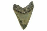 Serrated, Fossil Megalodon Tooth - North Carolina #338473-1